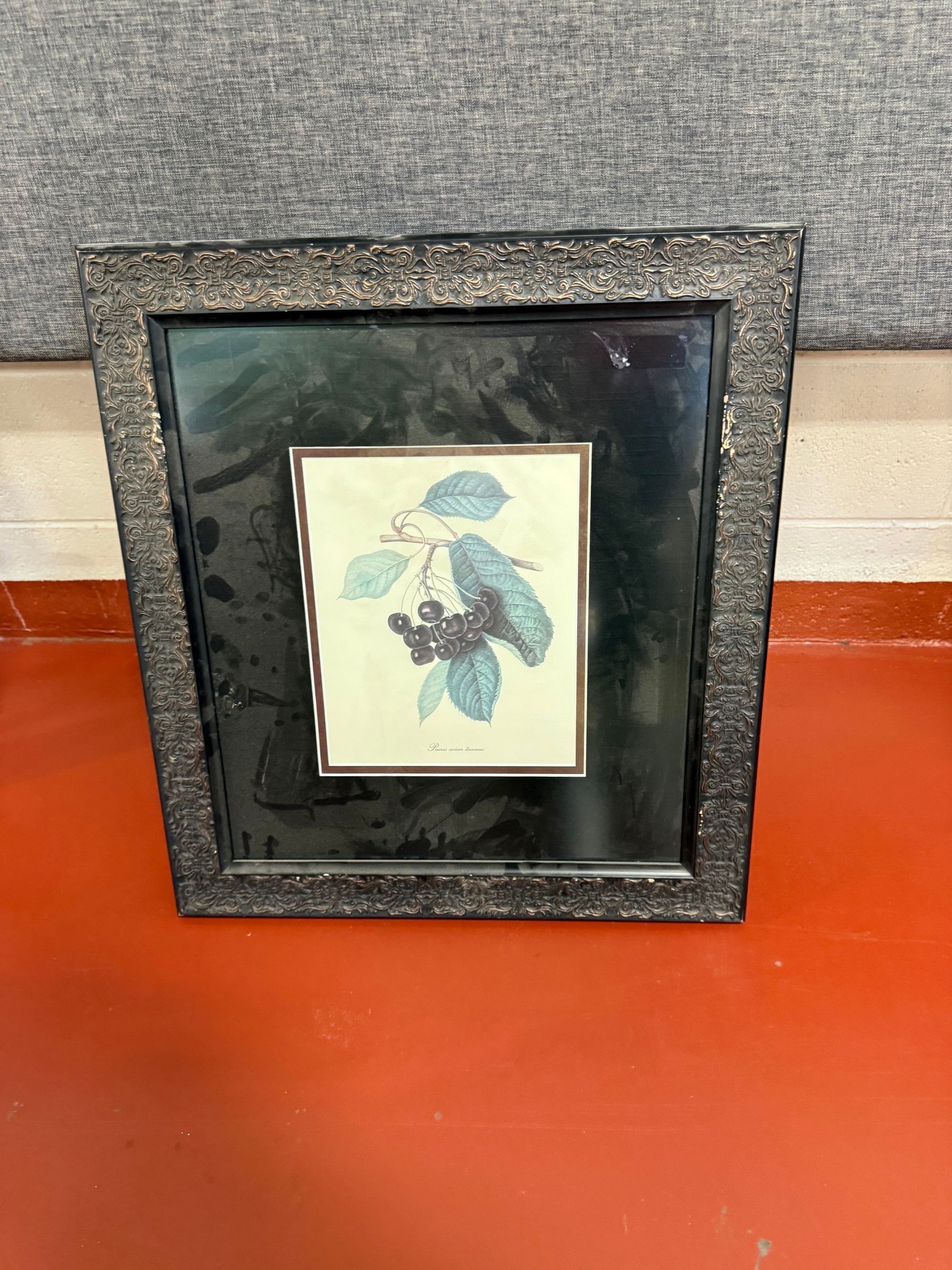 Framed Botanical Print of Black Cherries (Prunus serotina)