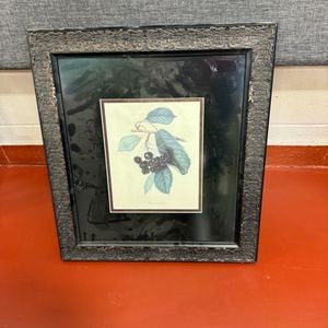 Framed Botanical Print of Black Cherries (Prunus serotina)