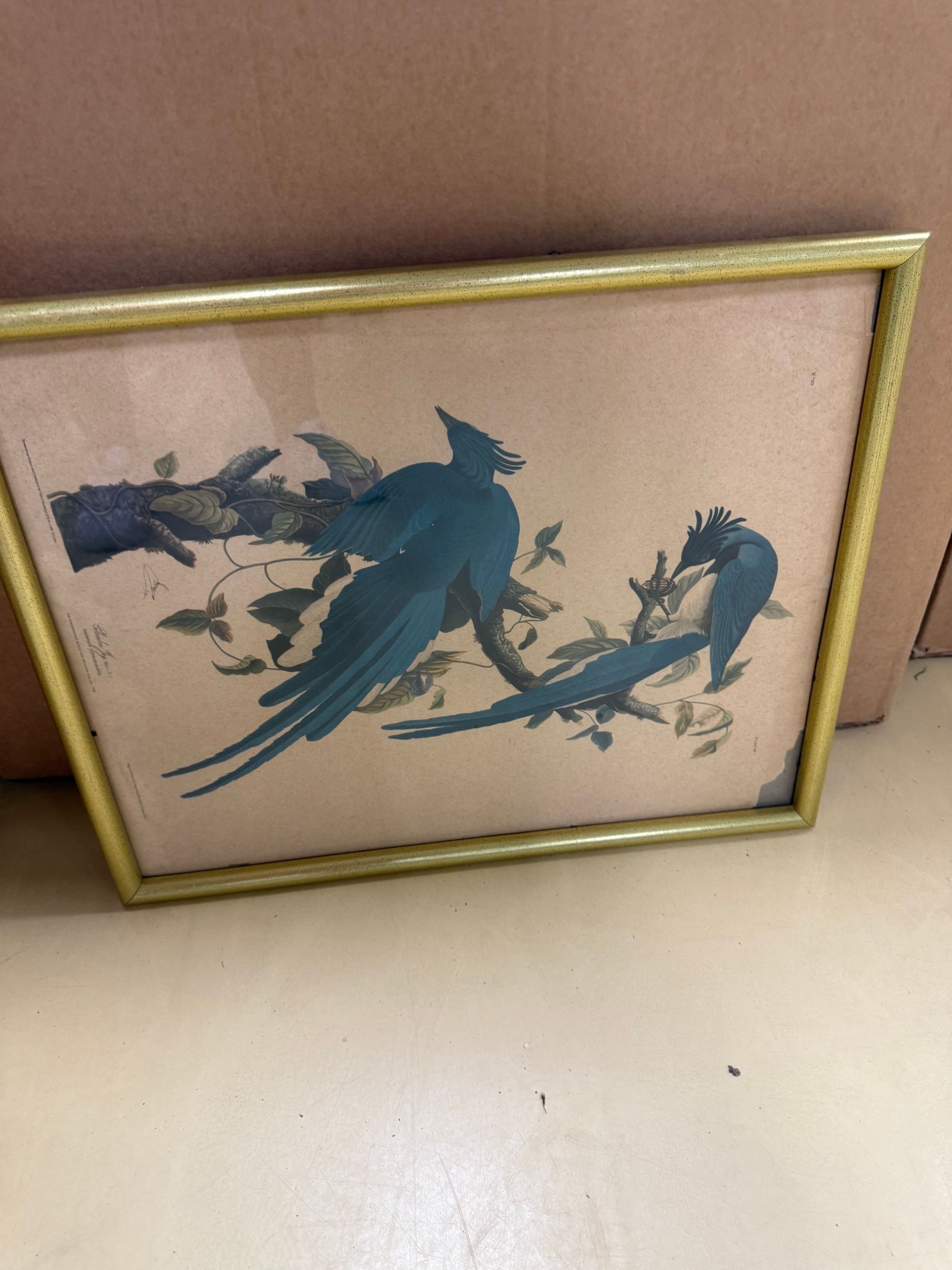 Columbia Jay Print by John James Audubon