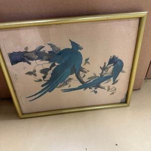 Columbia Jay Print by John James Audubon